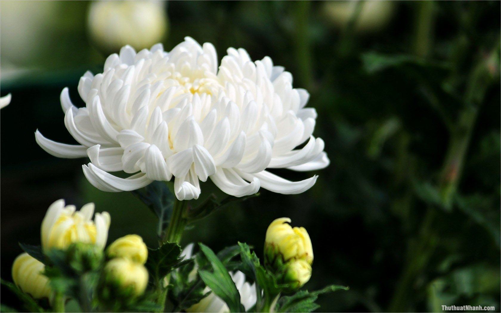 hoa cúc trắng mâm xôi đẹp