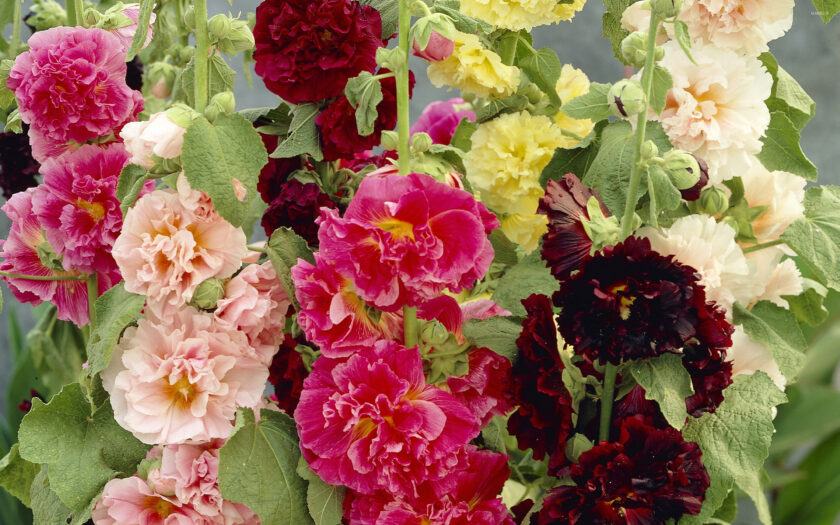 Bản song ca của Alcea rosea Chater