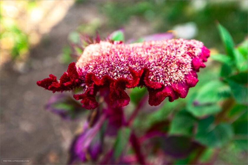 Celosia màu đỏ đầy màu sắc.