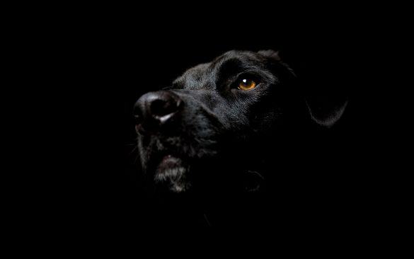 Hình nền đen và con chó mực đen