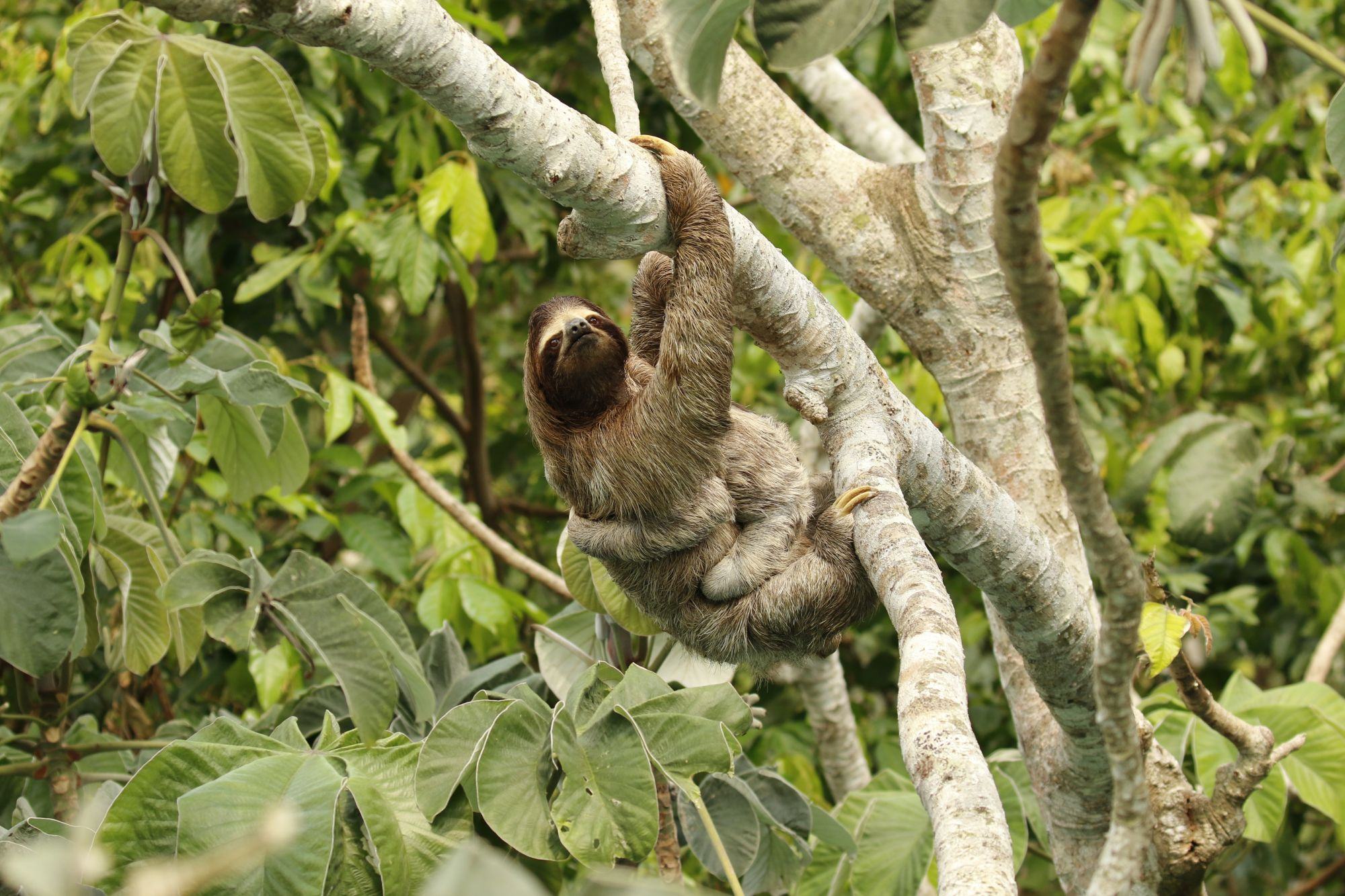 Những hình ảnh đẹp nhất của Sloth