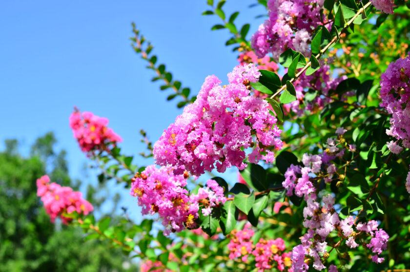 Hình ảnh bó hoa tử đinh hương màu hồng dưới nắng