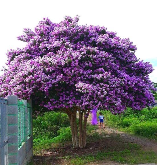 hình ảnh hoa bằng lăng đẹp