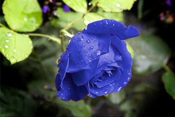 hoa hồng xanh và giọt nước