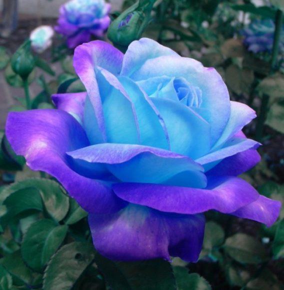hoa hồng xanh Ý