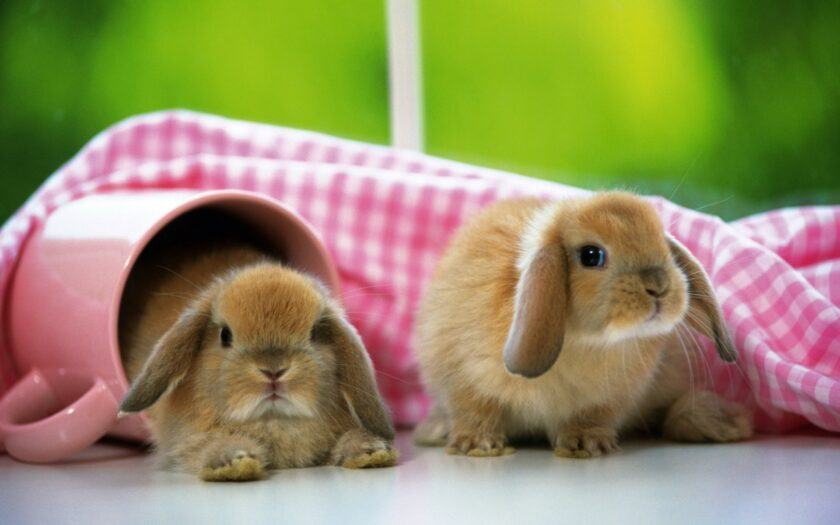 Hình nền win 10 đẹp về hai chú thỏ dễ thương