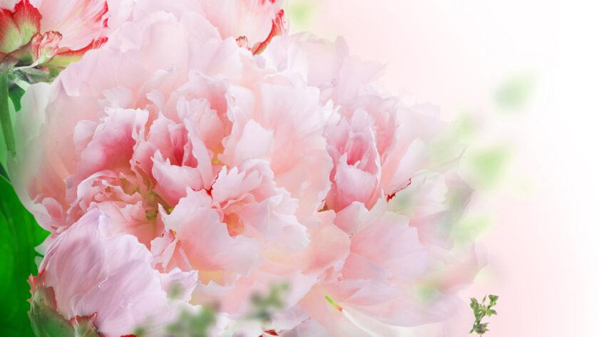 Hình nền Windows 10 hoa cẩm chướng hồng