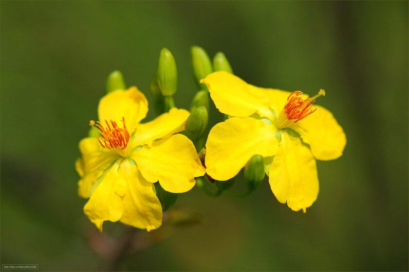 Hình ảnh hoa mai vàng rực rỡ ngày xuân