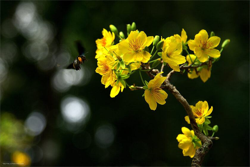 Hình ảnh hoa hạnh nhân và đàn ong