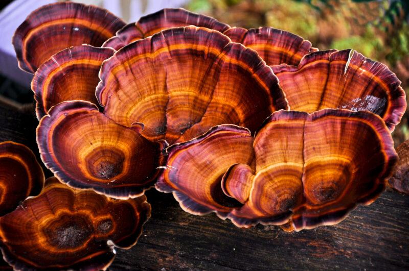 Nấm linh chi - Ganoderma lucidum, cận cảnh