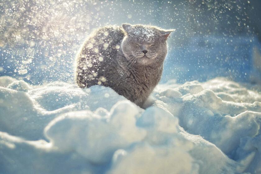 Hình nền mèo xám trong tuyết trắng