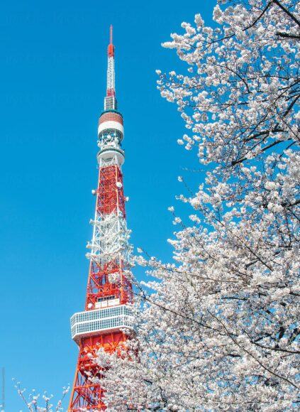 Hình ảnh tháp Tokyo và hoa anh đào