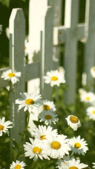 Hoa cúc trắng bên hàng rào đẹp nhất