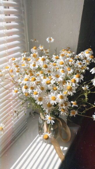 Hoa cúc trắng xinh bên cửa sổ