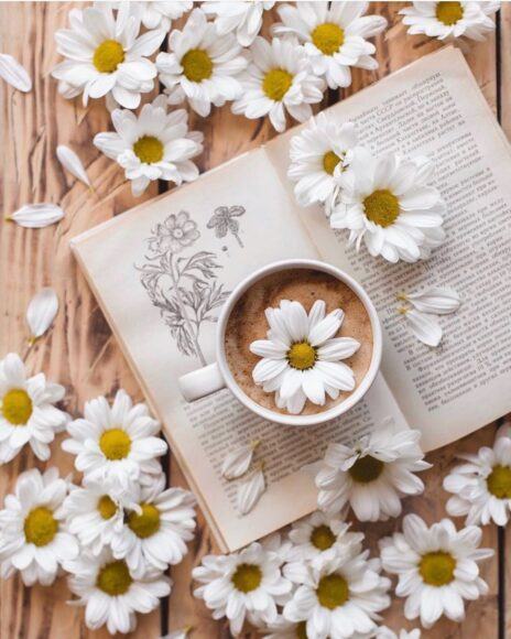 trà hoa cúc trắng