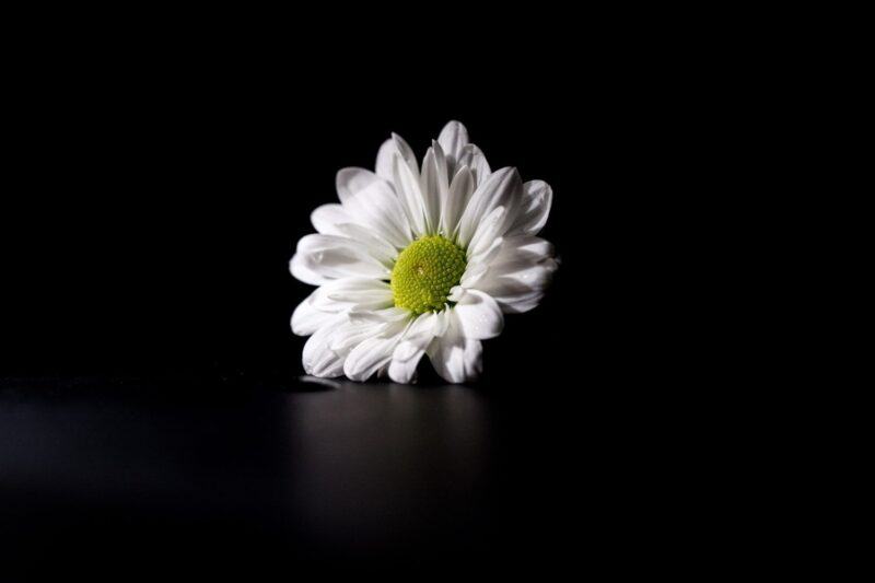 Hình ảnh hoa cúc trắng buồn trên nền đen