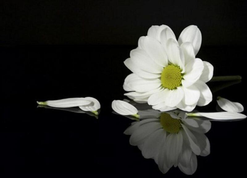 Hình ảnh tang lễ buồn của hoa cúc trắng