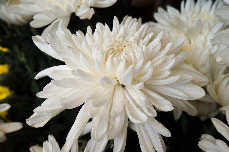 hoa cúc trắng to đẹp