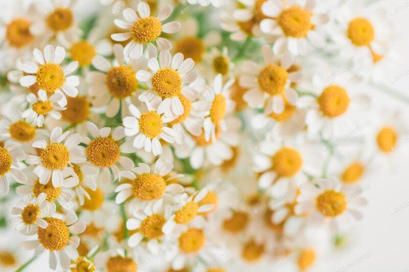 hoa cúc trắng đẹp