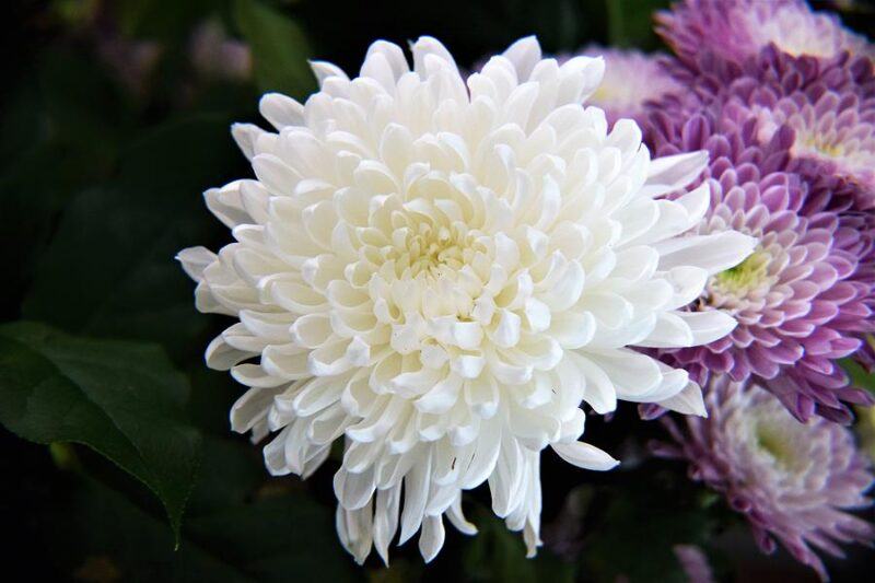 Hình ảnh hoa cúc trắng tinh khôi đẹp