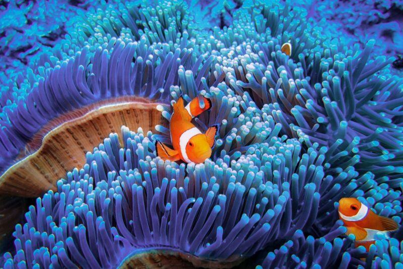 Hình ảnh san hô đẹp nhất