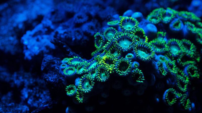hình ảnh san hô neon