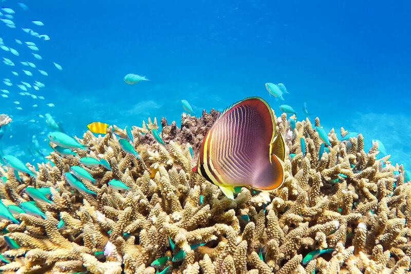 Hình ảnh san hô và cá