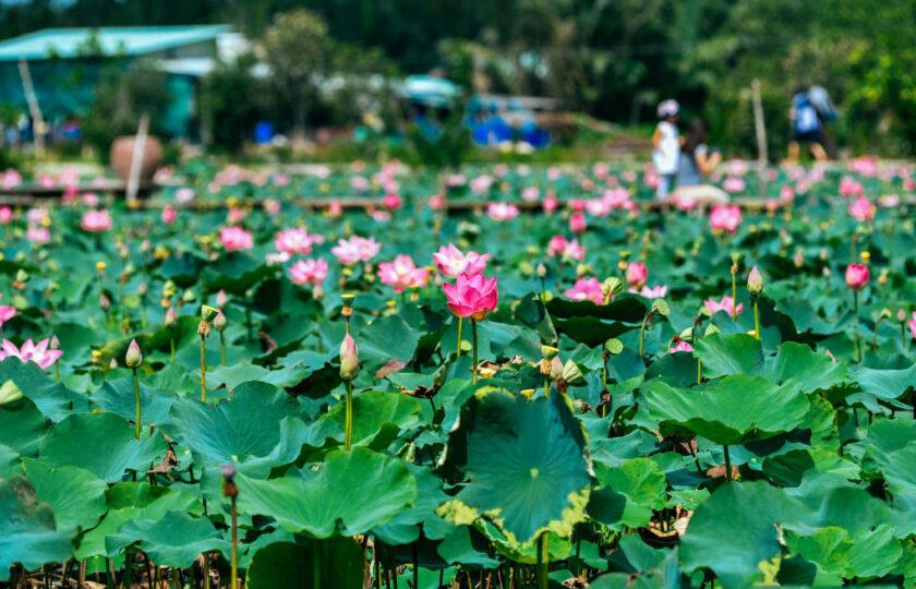 Hình ảnh hoa sen đang nở