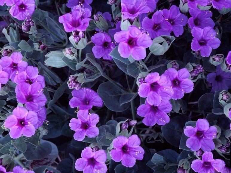 Hình ảnh đẹp về hoa violet