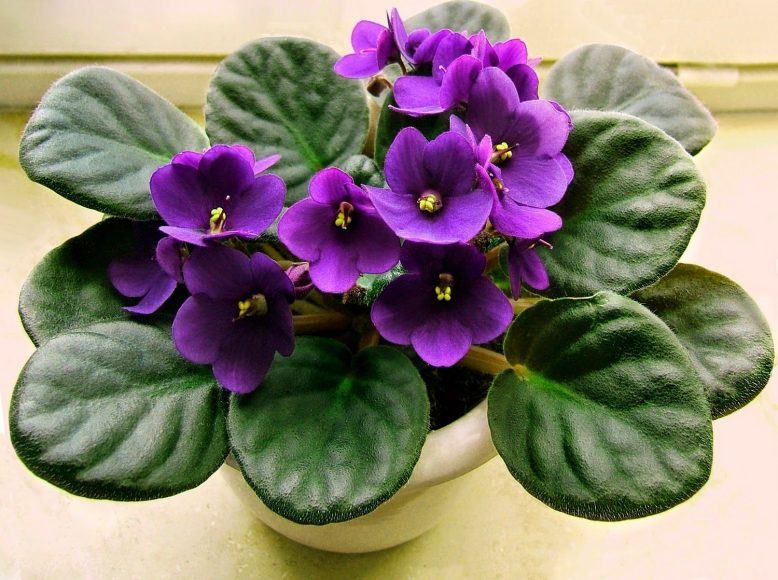 Hình ảnh chậu hoa violet