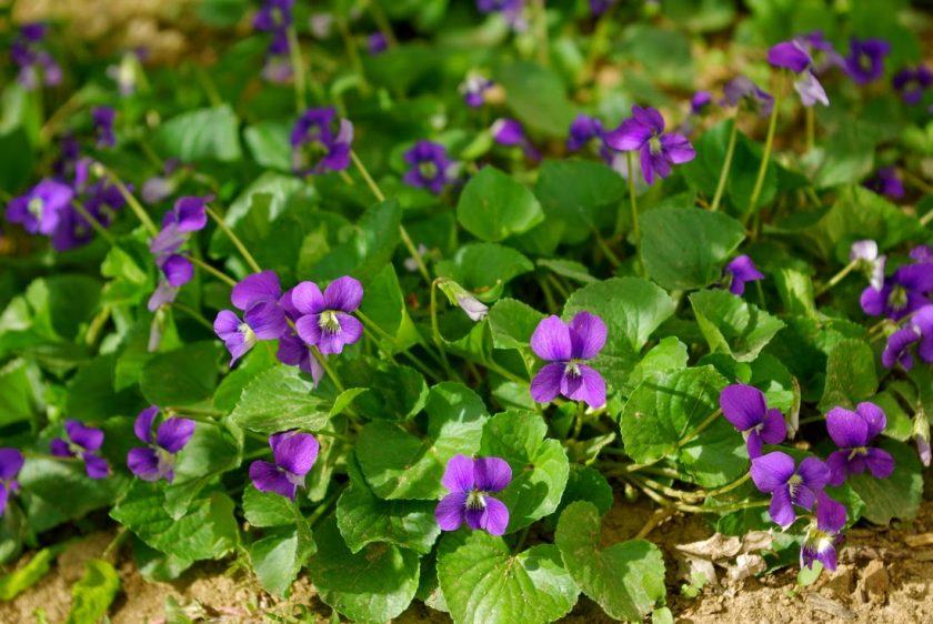 Hình ảnh bông hoa violet tím trên nền lá xanh