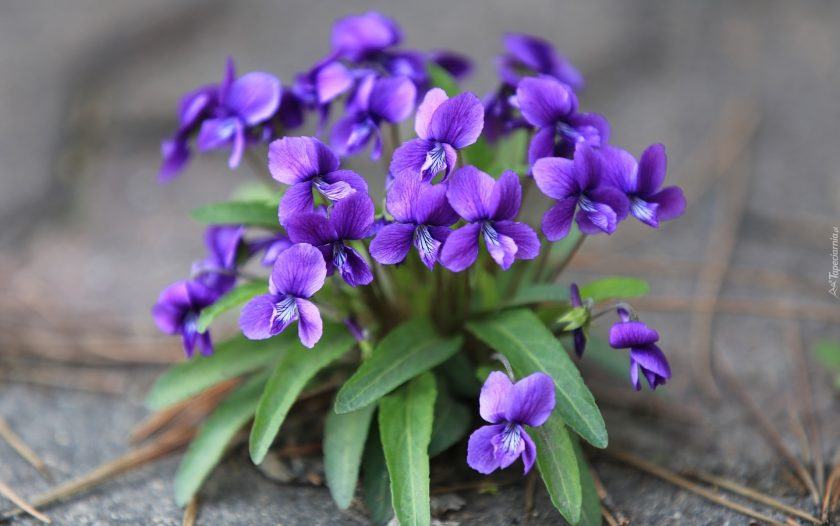 bó hoa violet nhỏ