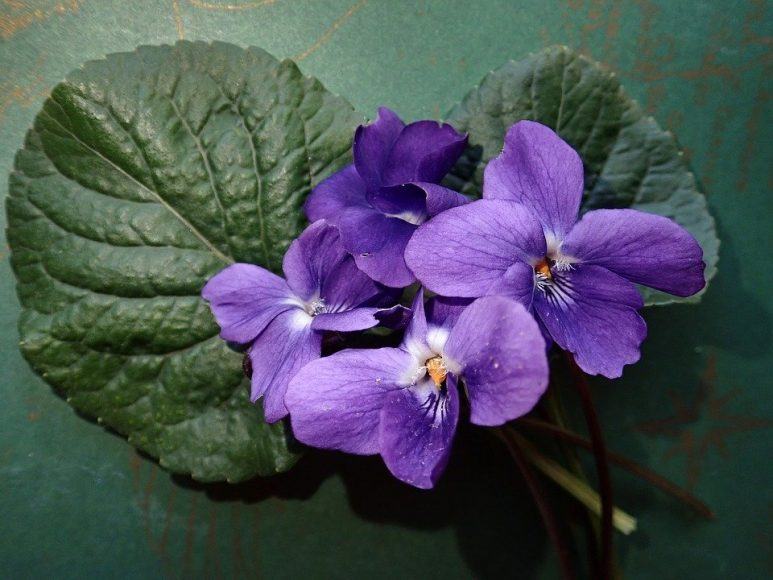 hình ảnh hoa violet
