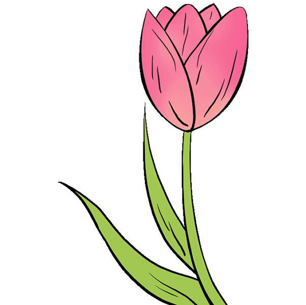 Làm thế nào để vẽ một bông hoa tulip