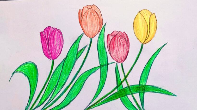 Vẽ hoa tulip đẹp