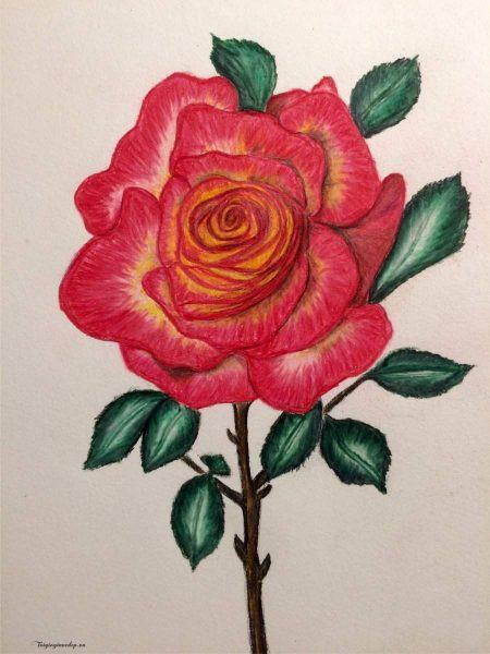Làm thế nào để vẽ một bông hoa hồng