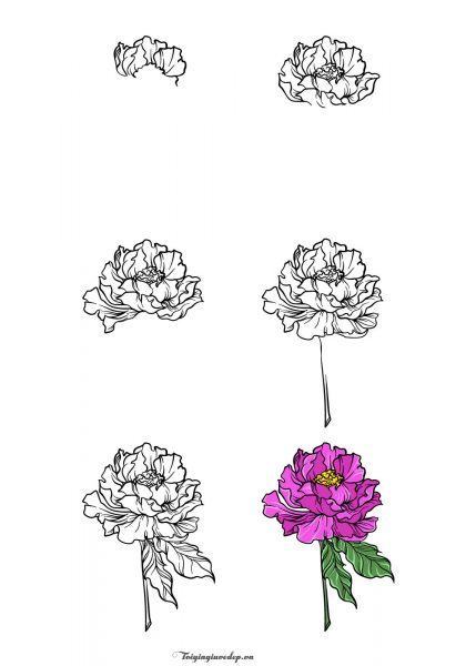 Làm thế nào để vẽ một bông hoa mẫu đơn từng bước