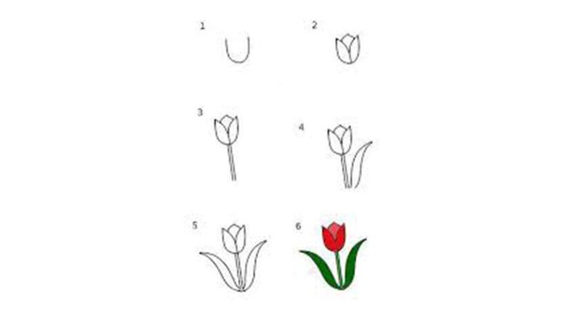 Cách vẽ hoa Tulip đẹp đơn giản