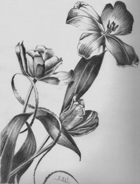 vẽ một bông hoa đẹp bằng bút chì