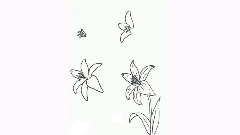 Làm thế nào để vẽ một bông hoa lily