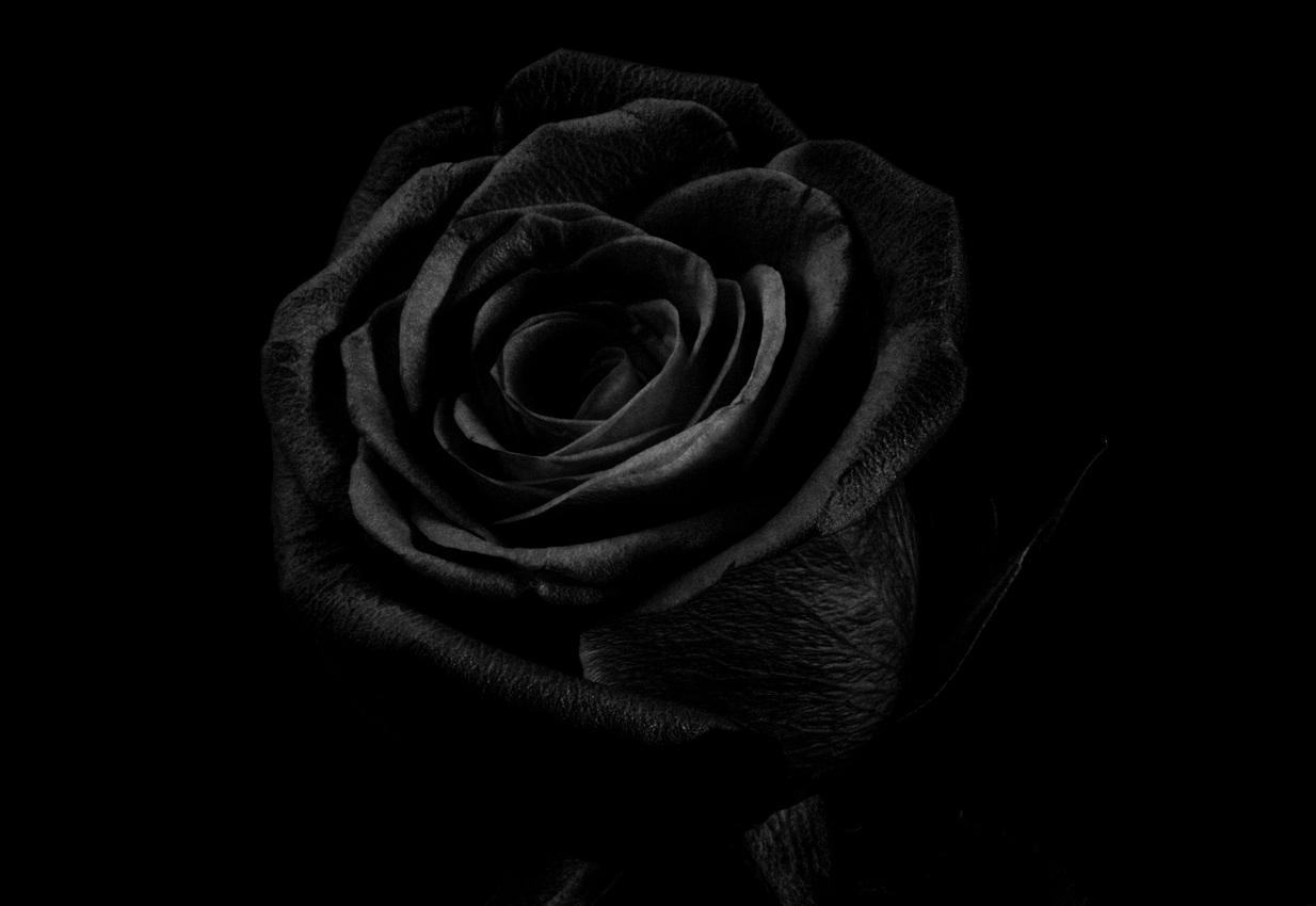 Hình ảnh hoa hồng đen đẹp - Trung Tâm Đào Tạo Việt Á