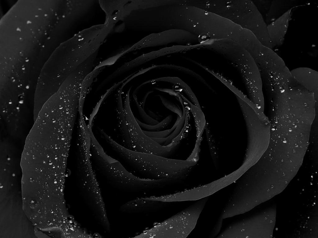 Tổng hợp hơn 52 về hình nền hoa hồng đen hay nhất - cdgdbentre.edu.vn