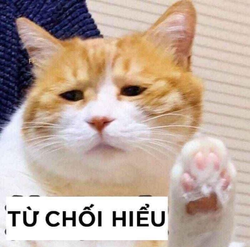 mèo meme từ chối hiểu