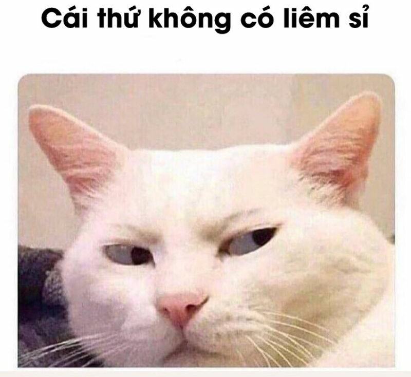 meme mèo hung dữ