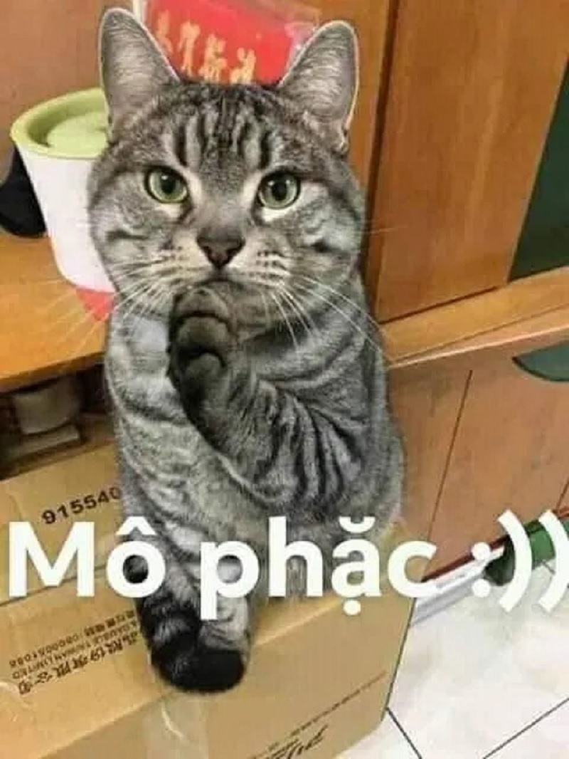 ảnh mèo - meme mèo điên