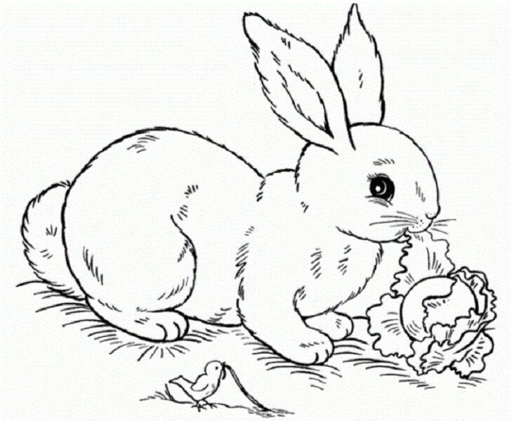 Tranh tô màu con thỏ đang ăn rau