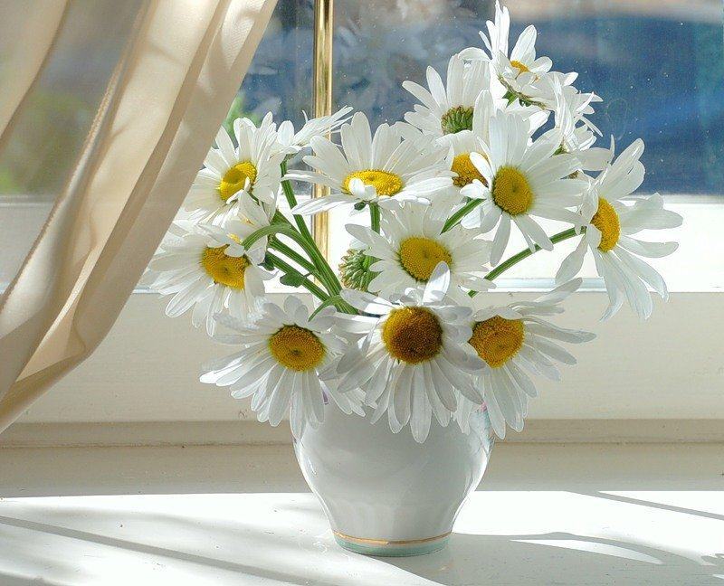 Ảnh hoa cúc trắng tinh khôi trong nắng