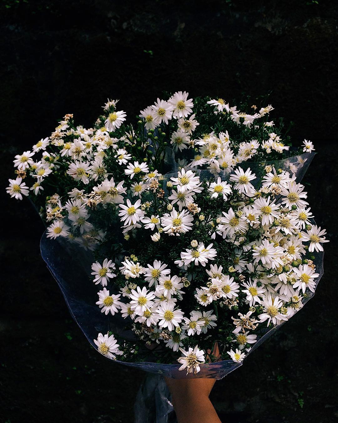 Hình ảnh hoa cúc trắng tinh khôi