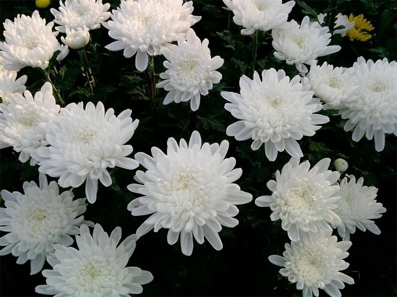 Hình ảnh hoa cúc trắng tinh khôi