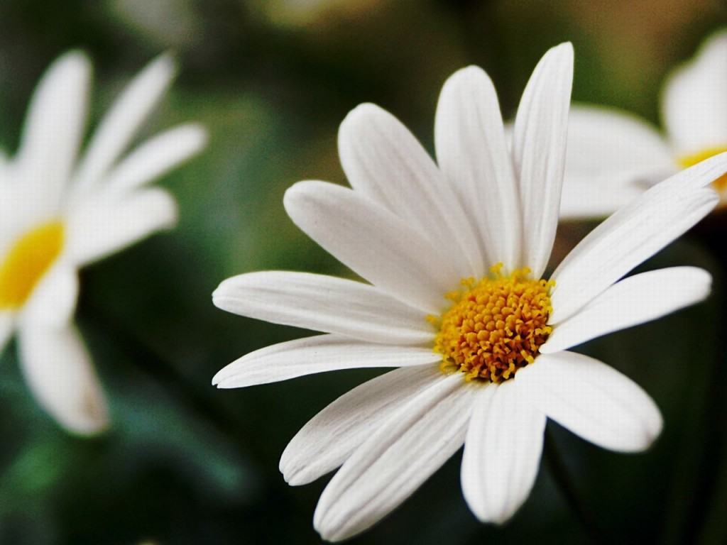Hình nền hoa cúc trắng đẹp cho bạn gái